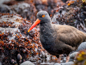 Yaquina Head Outstanding Natural Area
