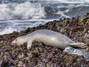 Yaquina Head Outstanding Natural Area