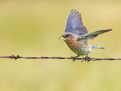 Eastern Bluebird