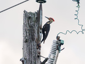 Pileated Woodpecker