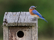 Eastern Bluebird