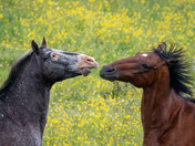 Horsing around for the long weekend!