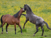 Horsing around for the long weekend!