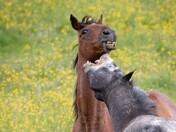 Horsing around for the long weekend!