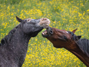 Horsing around for the long weekend!