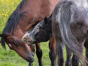 Horsing around for the long weekend!