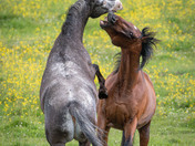 Horsing around for the long weekend!