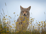 Who is watching who?  A very cautious but curious coyote!