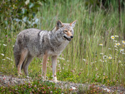 Who is watching who?  A very cautious but curious coyote!