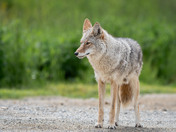 Who is watching who?  A very cautious but curious coyote!