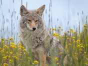 Who is watching who?  A very cautious but curious coyote!