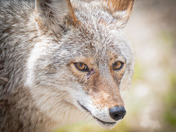 Coyote portrait