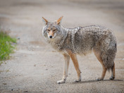 Coyote portrait