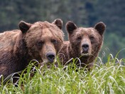 What do you think they want?  Curious Grizzlies!