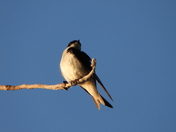 Levée du jour du 30 juin 2025 (sunrise on the 30 of June 2025)