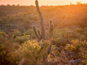 Saguaro National Park