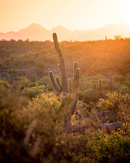 Saguaro National Park