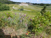 Spring Flowers at Kleskun Hill PP