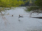 Moutardier-Nolin River Lake