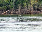 Moutardier- Nolin river Lake