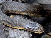 Northern watersnake.