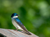 Tree Swallow 1