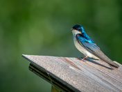 Tree Swallow 2