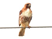 A Red-tailed hawk