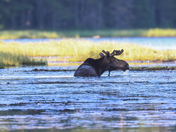 Bull moose 