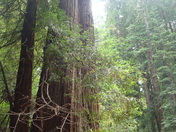 Muir Woods National Monument