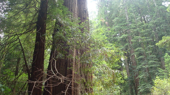 Muir Woods National Monument