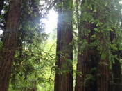 Muir Woods National Monument