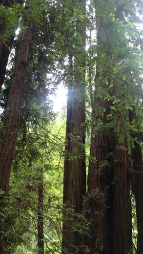 Muir Woods National Monument