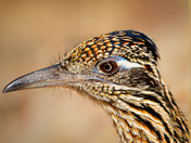Big Bend National Park