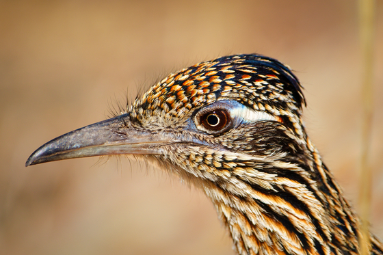 Big Bend National Park