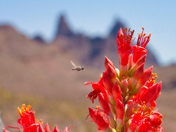 Big Bend National Park