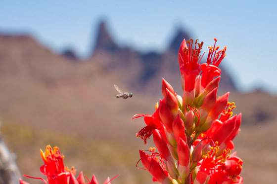 Big Bend National Park
