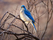 Big Bend National Park