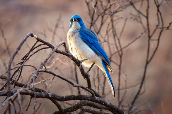 Big Bend National Park