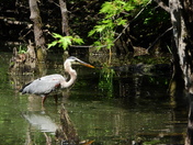 Grande Aigrette (Great Egret)