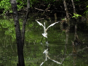 Grande Aigrette (Great Egret)