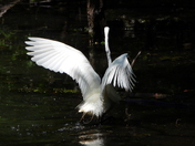 Grande Aigrette (Great Egret)