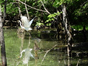 Grande Aigrette (Great Egret)