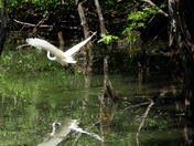 Grande Aigrette (Great Egret)