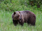 Kananaskis Grizzly