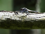Dragonfly at rest