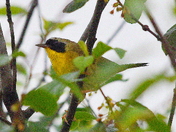 Not so common yellowthroat