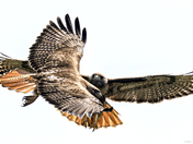 Two Red-Tail Hawks  