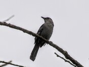 Gray Catbird