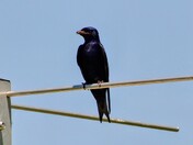 Purple Martin